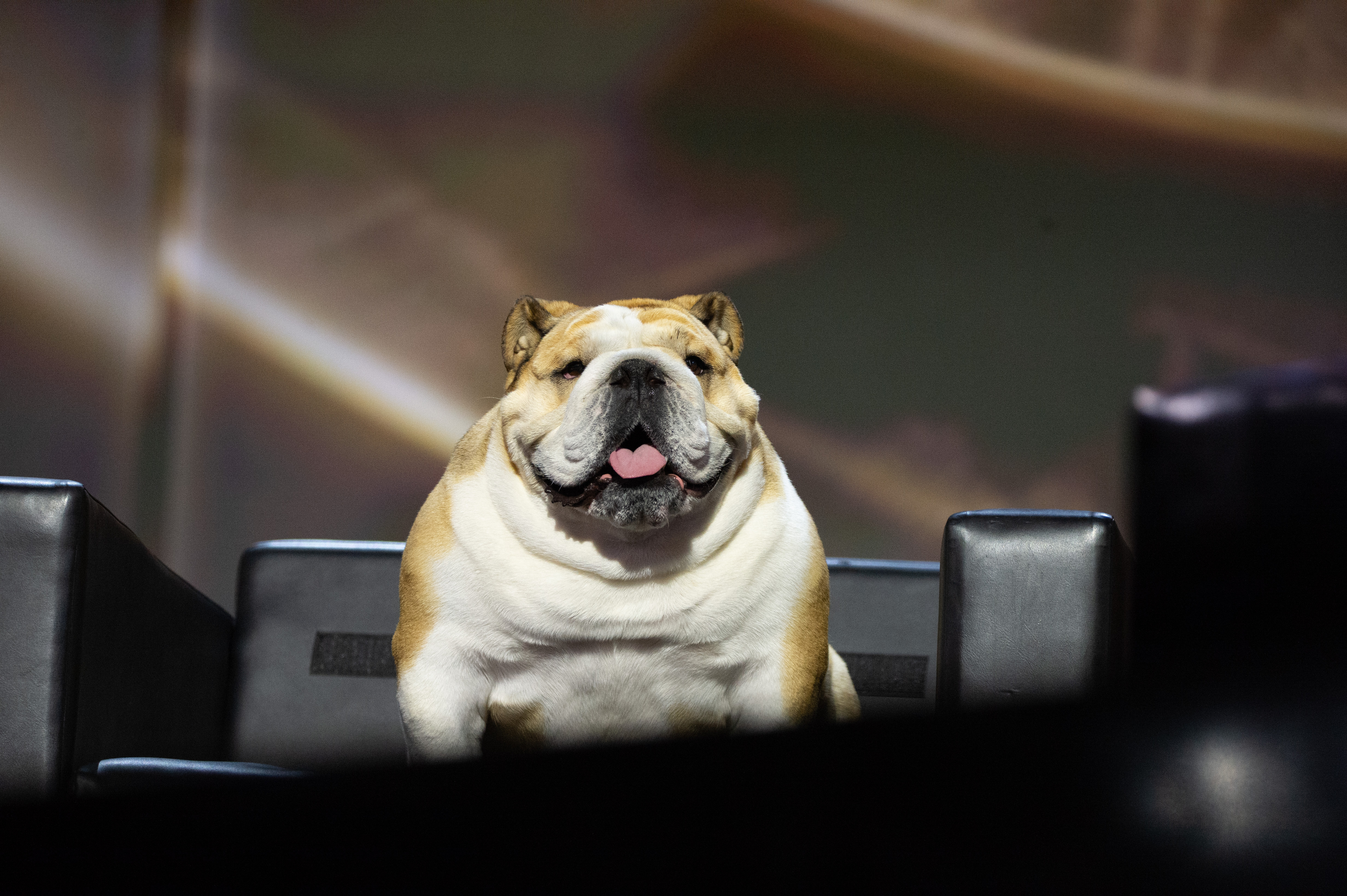 Bulldog sitting on a black leather couch, facing the camera with its tongue out. The background is blurred and not relevant to the content