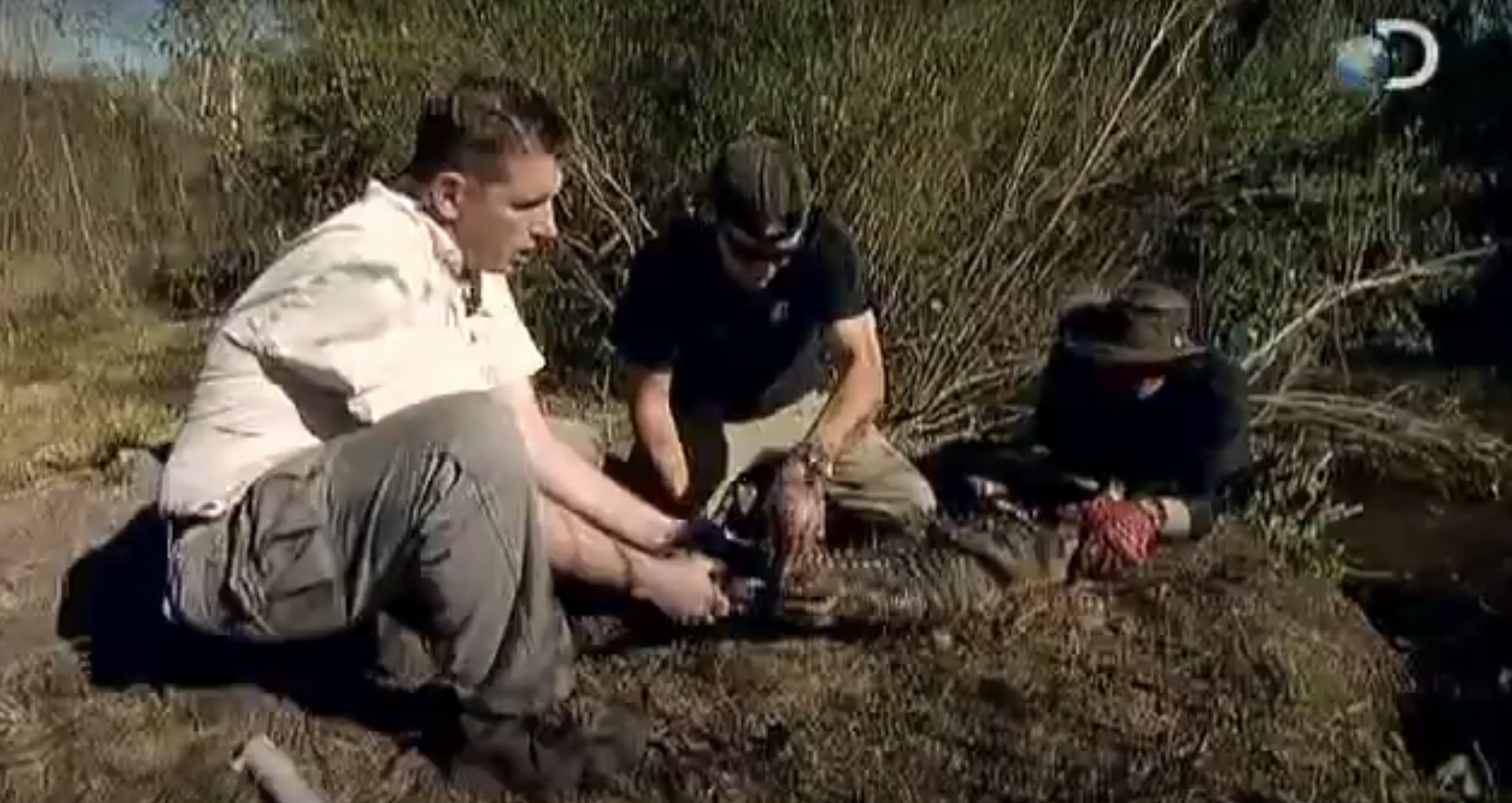 Three individuals from a Discovery Channel show handle an alligator in a natural environment