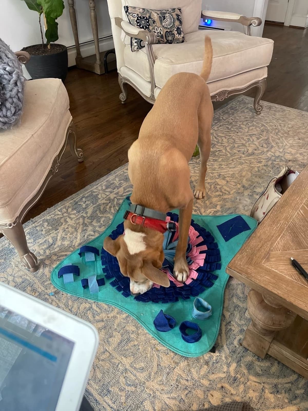 27 Useful Products Because Owning A Dog Is Expensive