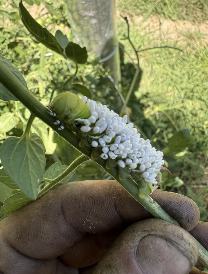 A person's gloved hand holds a plant stem with a large green caterpillar covered in small white larvae-like structures, possibly parasitic wasp cocoons