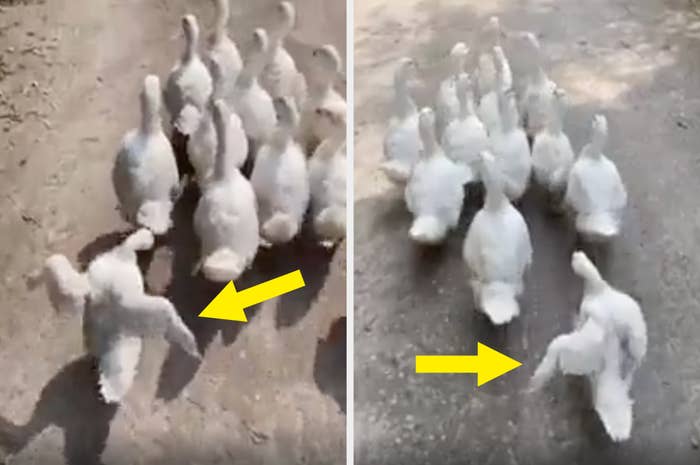 Multiple white ducks are seen walking together in two side-by-side photos. Yellow arrows point out specific ducks in each image