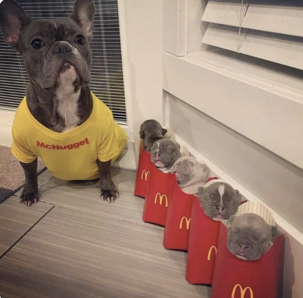 A French Bulldog in a yellow "McNugget" shirt sits next to five puppies sleeping inside McDonald's fry boxes