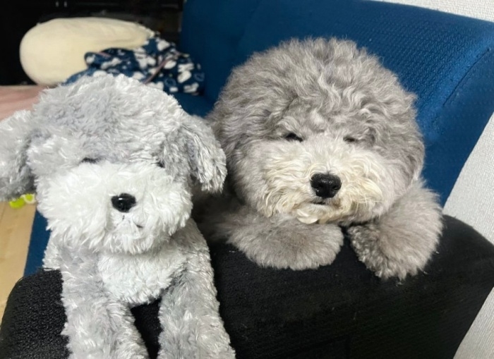 半年後はぬいぐるみとそっくりな顔つきになったトイプードルのれあるくん