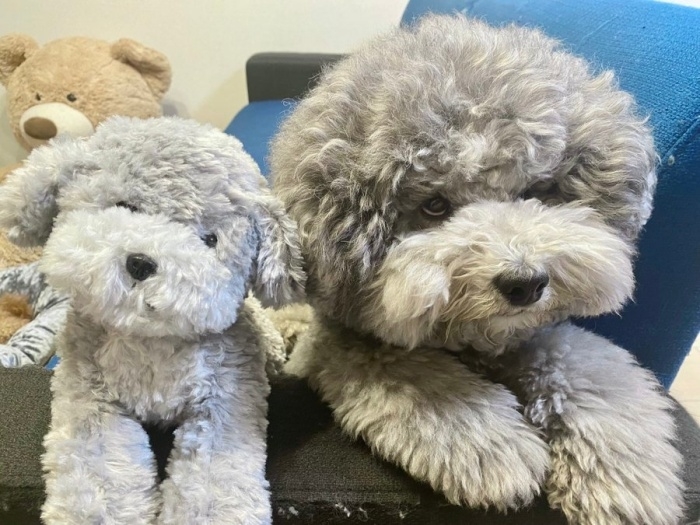 届いたぬいぐるみと並んだトイプードルのれあるくん