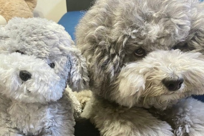 ぬいぐるみが届いた日のれあるくん