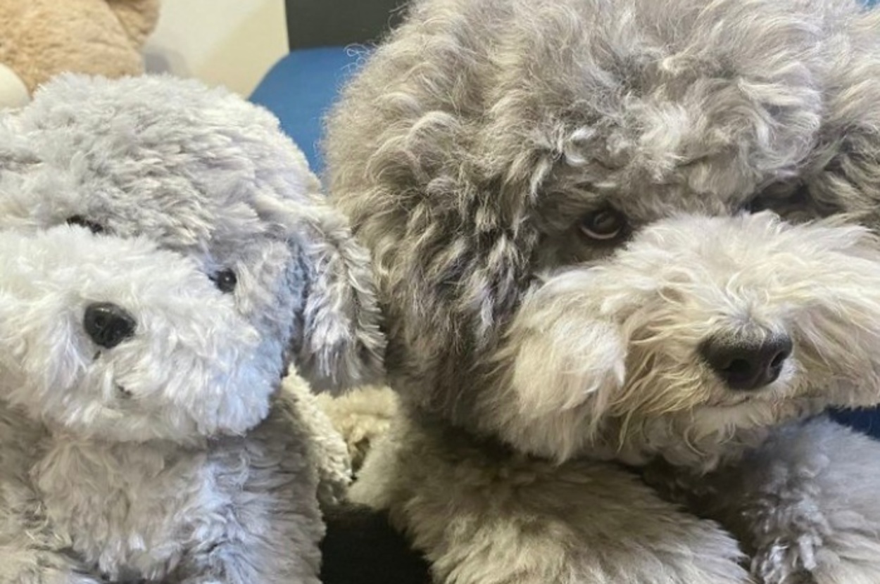 ぬいぐるみが届いた日のれあるくん