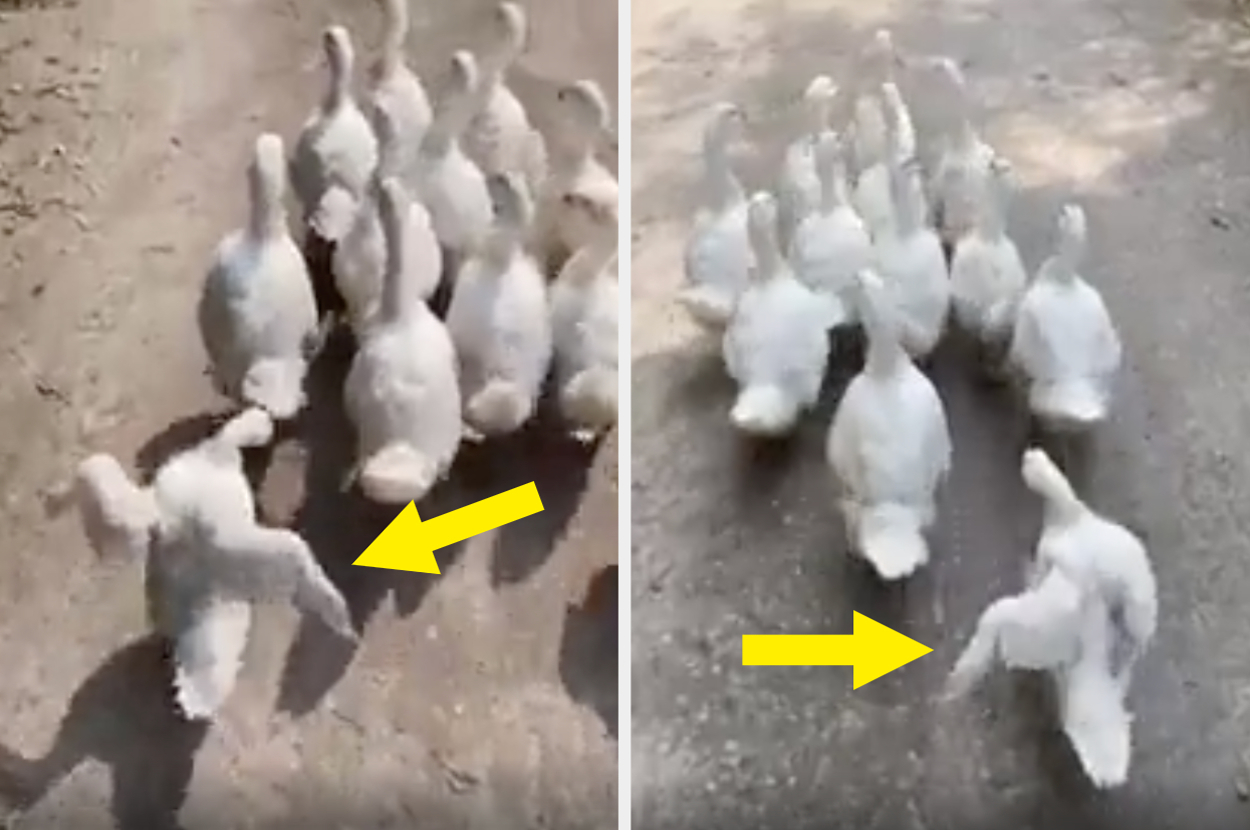 A group of white ducks is walking on a path, with one duck in each image marked by a yellow arrow
