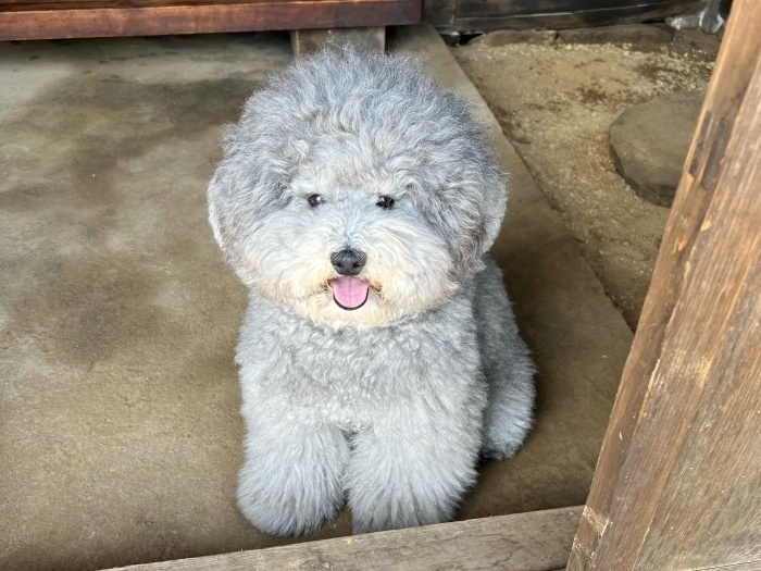 にっこり笑みを浮かべるトイプードルのれあるくん