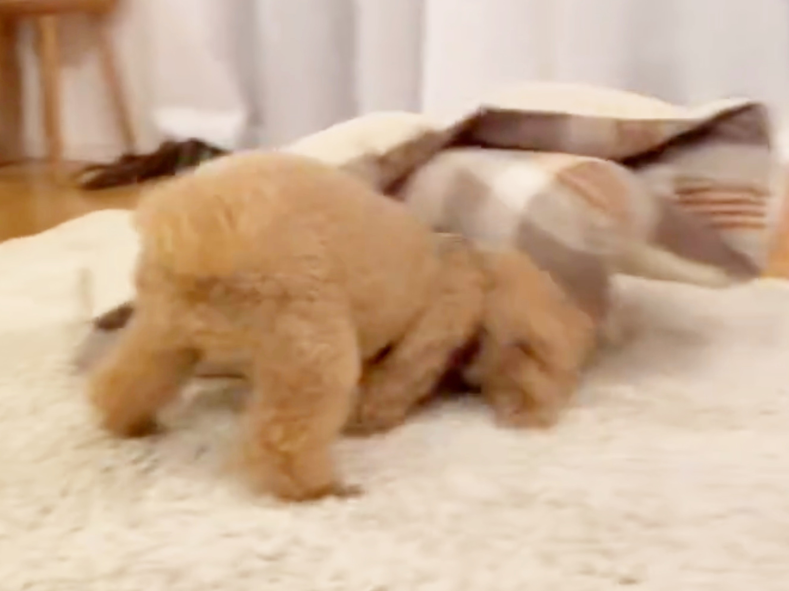 ラグに突入するトイプードルのプーチンくん