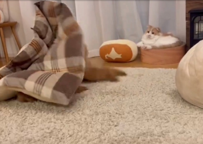 ラグに潜ってふて寝するトイプードルのプーチンくん