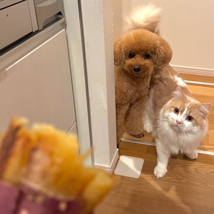 飼い主さんがこっそり焼き芋を食べているのを発見したプーチンくんとキキちゃん