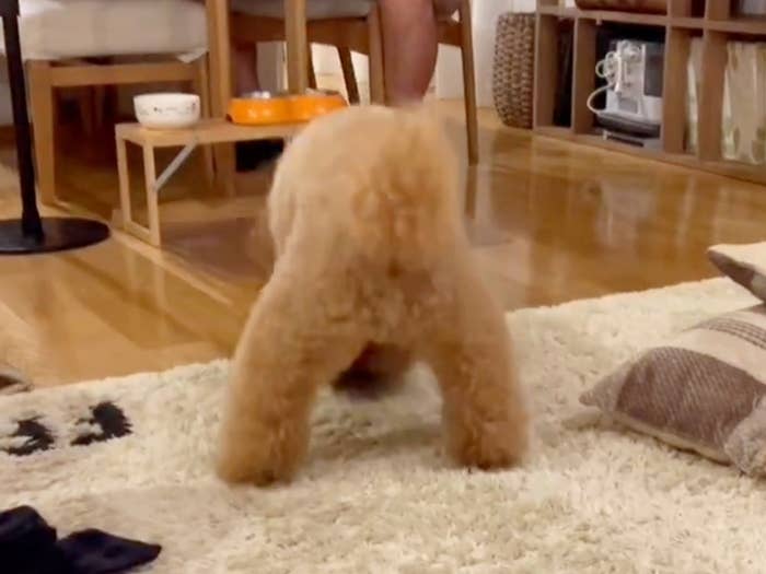 悔しがるトイプードルのプーチンくん