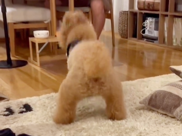 激しいヘドバンするトイプードルのプーチンくん