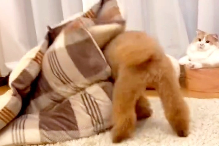 暴れるプーチンくんを後方で見守る猫のモモちゃん