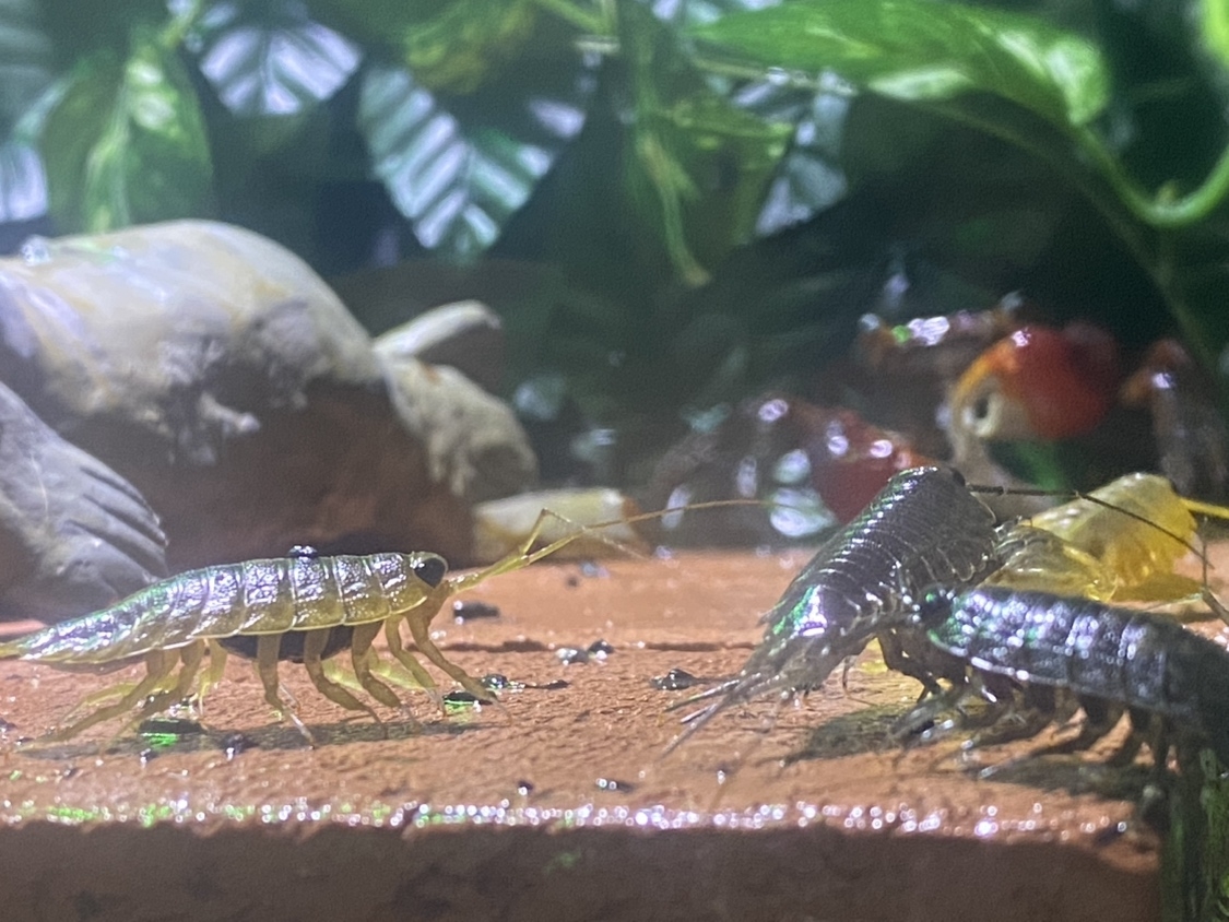 奇怪な生き物「フナムシ」