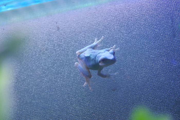 青いニホンアマガエル