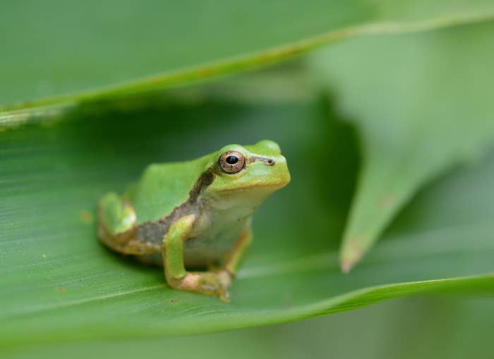 通常のニホンアマガエル