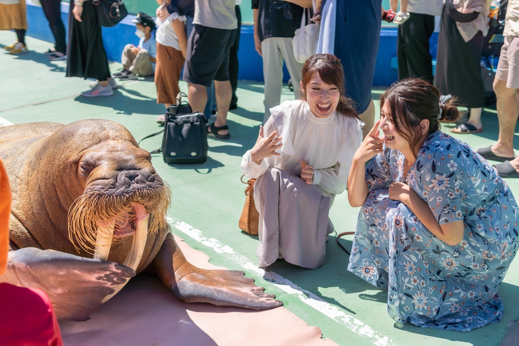 幸せを呼ぶ」レアすぎるアマガエルの展示がスタート。生まれる確率は10万匹に1匹！（伊勢シーパラダイス）