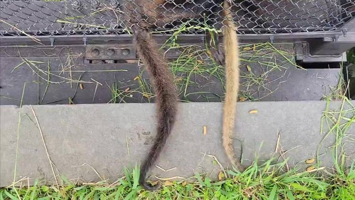 何かの動物のどこかの部分がペレットを探しています