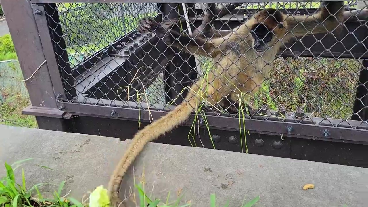 ペレットに向けてしっぽを伸ばすクモザル