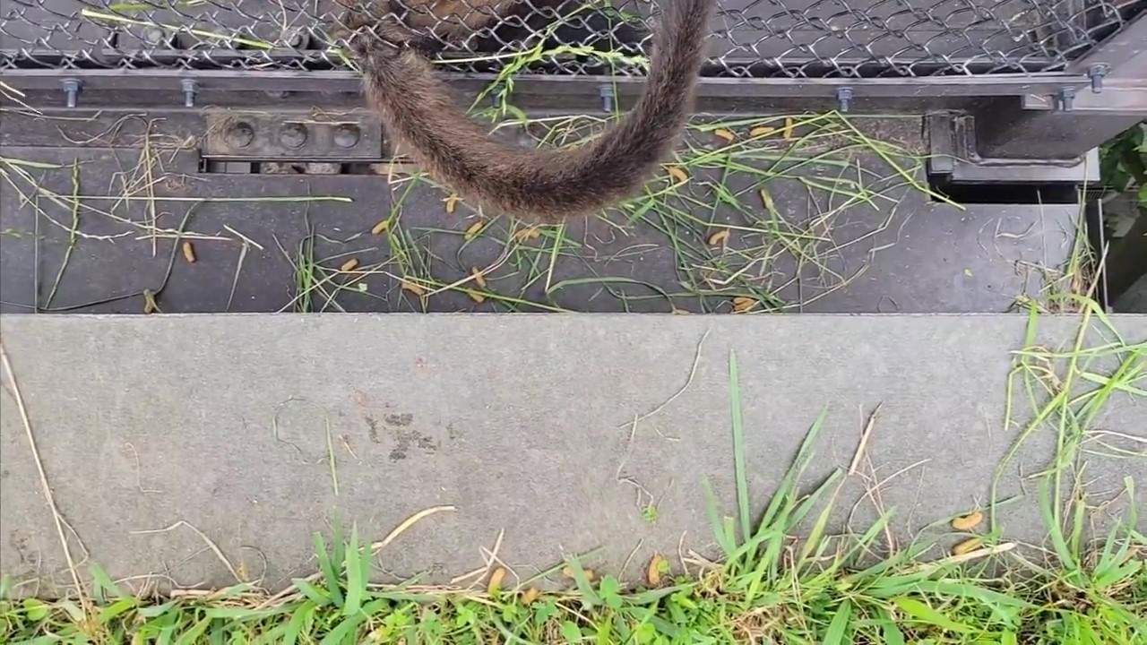 ペレットをゲット！