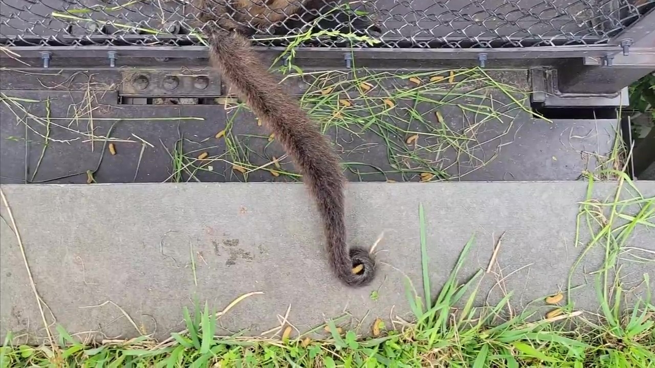 ペレットを器用につかんで……