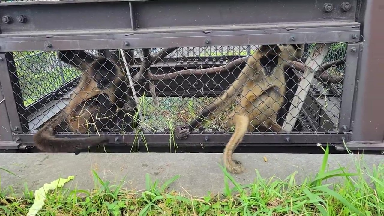 ペレットに向けてしっぽを伸ばす2匹のクモザル