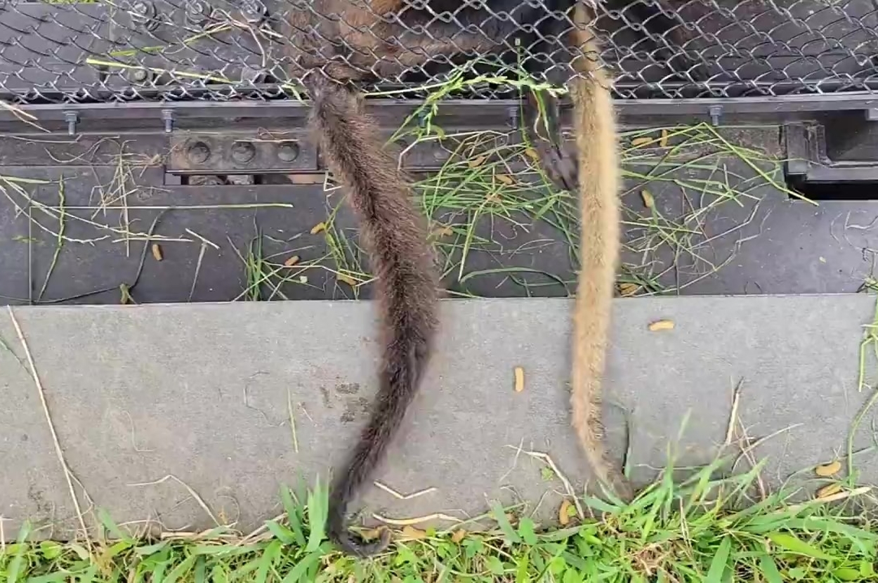 何かの動物のどこかの部分がペレットを探しています