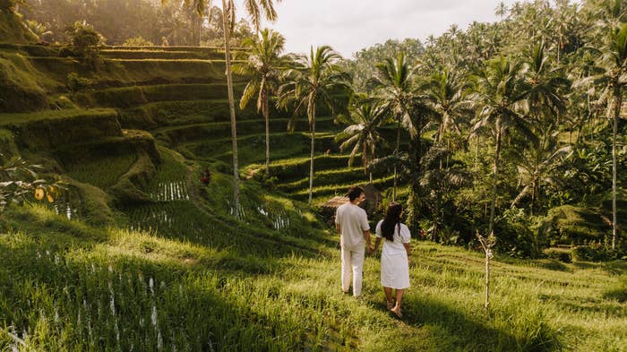 A man and a woman in white clothing walk hand-in-hand through lush, terraced rice fields with palm trees in the background