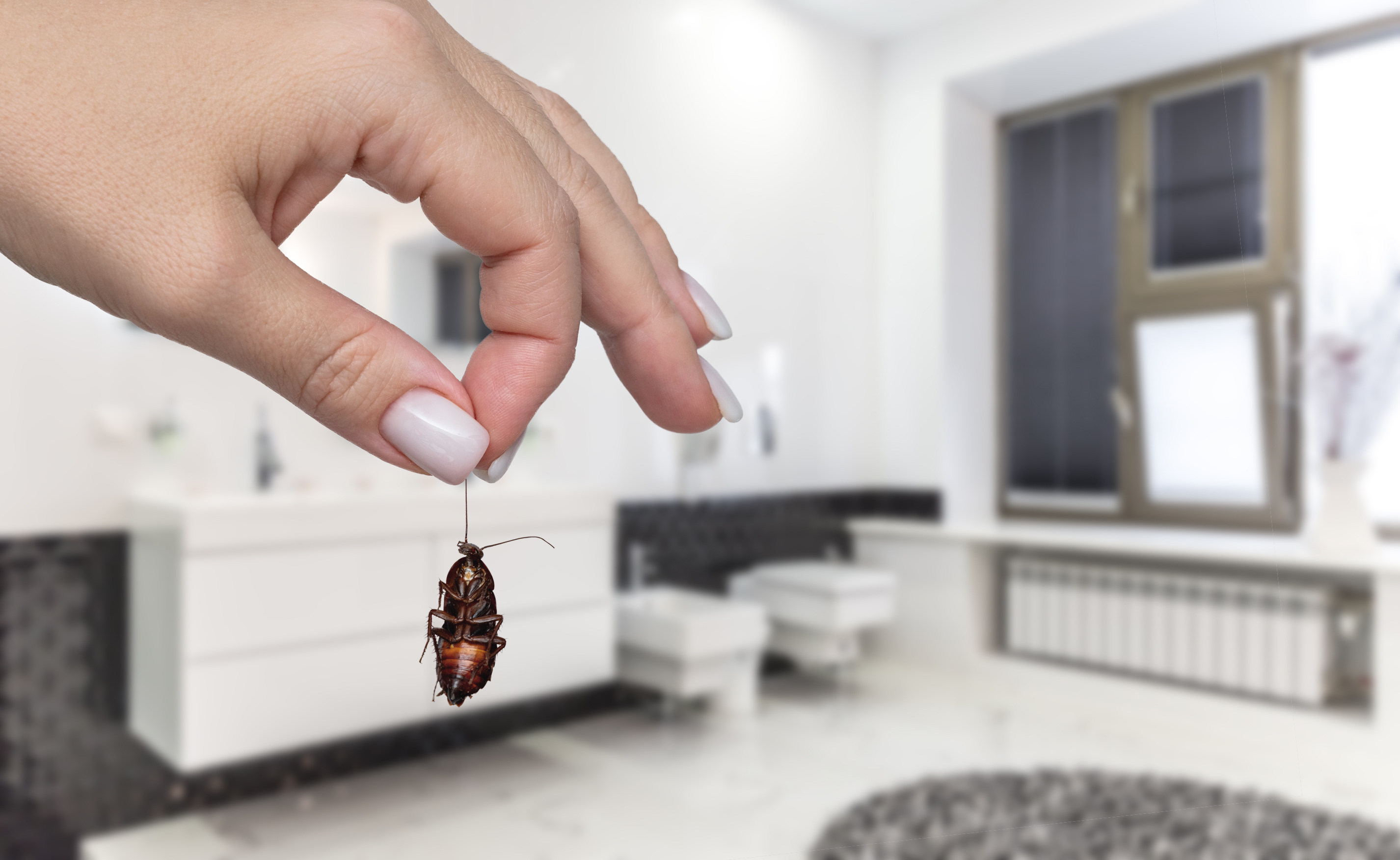 A hand with neatly manicured nails holds a cockroach by its antennae above a clean, modern bathroom