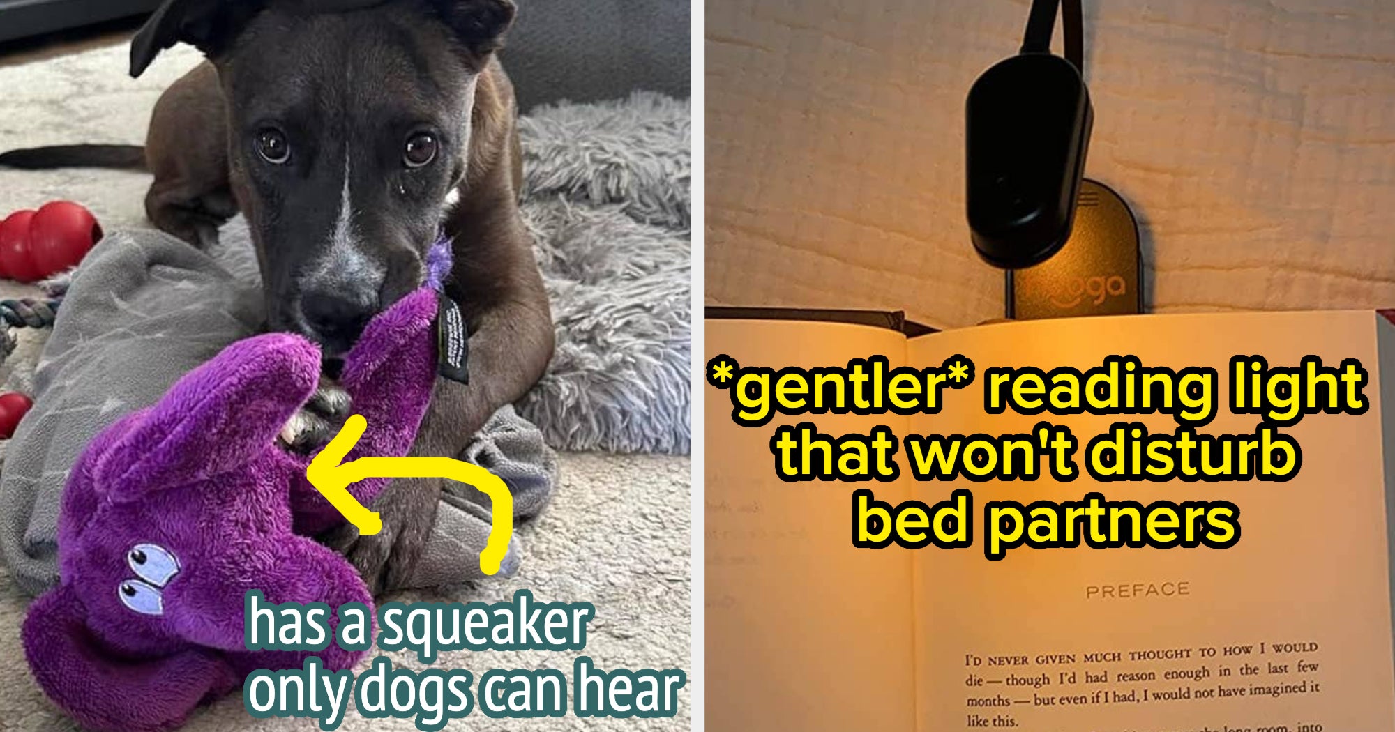 Excessive Barking How To Stop A Dog From Barking In An Apartment