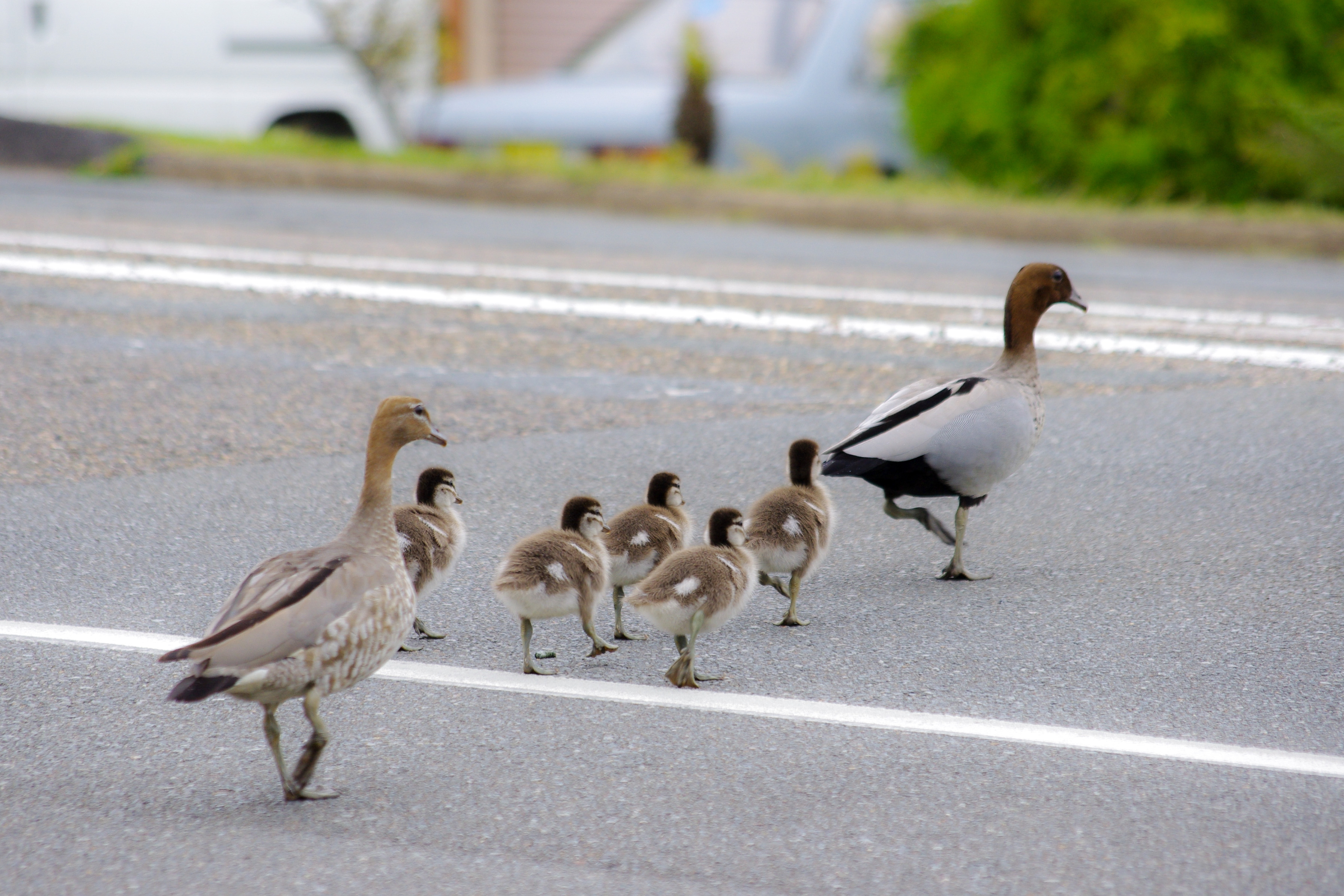 Two adult ducks and five ducklings walking across a street