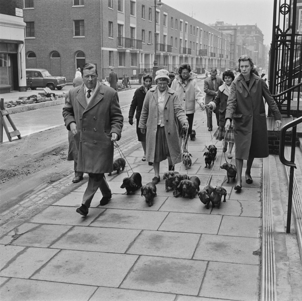 A group of people, including one man and two women wearing coats and hats, walk several small dogs on a city sidewalk