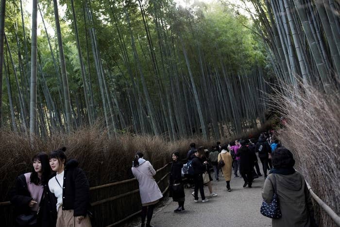 Visitors walk through a bamboo forest; several small groups of people are seen taking photos and enjoying the scenery