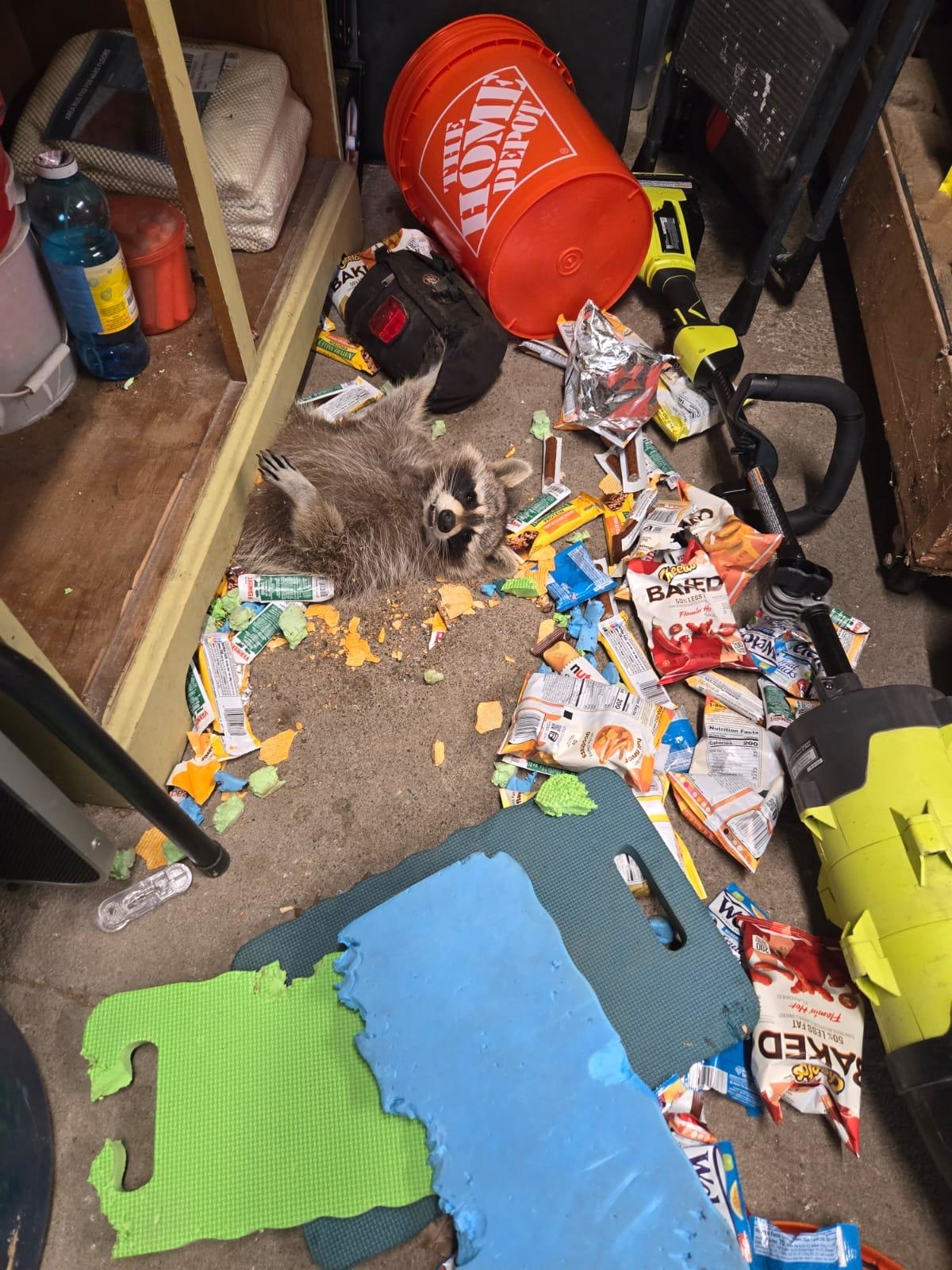 A raccoon lies amidst scattered snack wrappers, chips, and various items in a cluttered storage space, including a Home Depot bucket and work tools