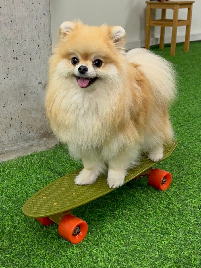 スケートボードに乗るレオくん