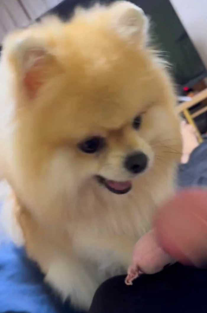 おもちゃをポイッと落とすレオくん