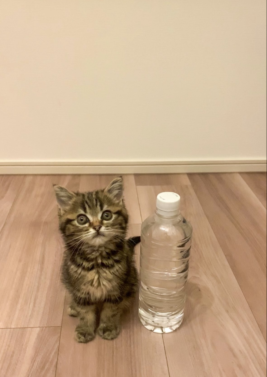 あんこともなか?充電ねこ(@cat_anko3)さんのXより