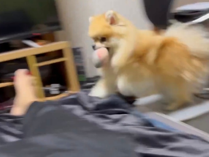 おもちゃをくわえて飼い主さんのいるベッドに上がるレオくん