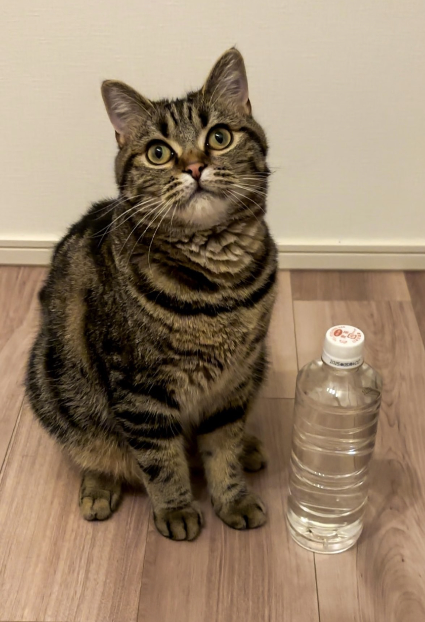 あんこともなか?充電ねこ(@cat_anko3)さんのXより