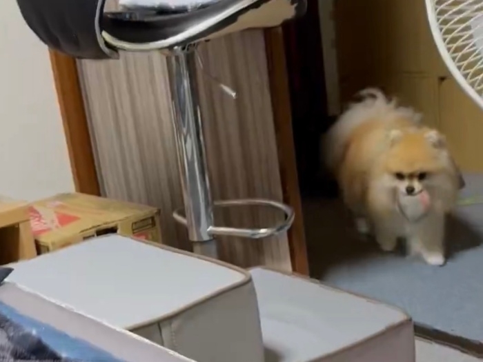 おもちゃをくわえて飼い主さんのいる部屋にやって来たレオくん