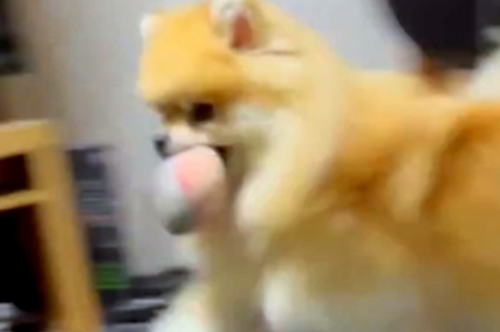 おもちゃをくわえて運ぶレオくん