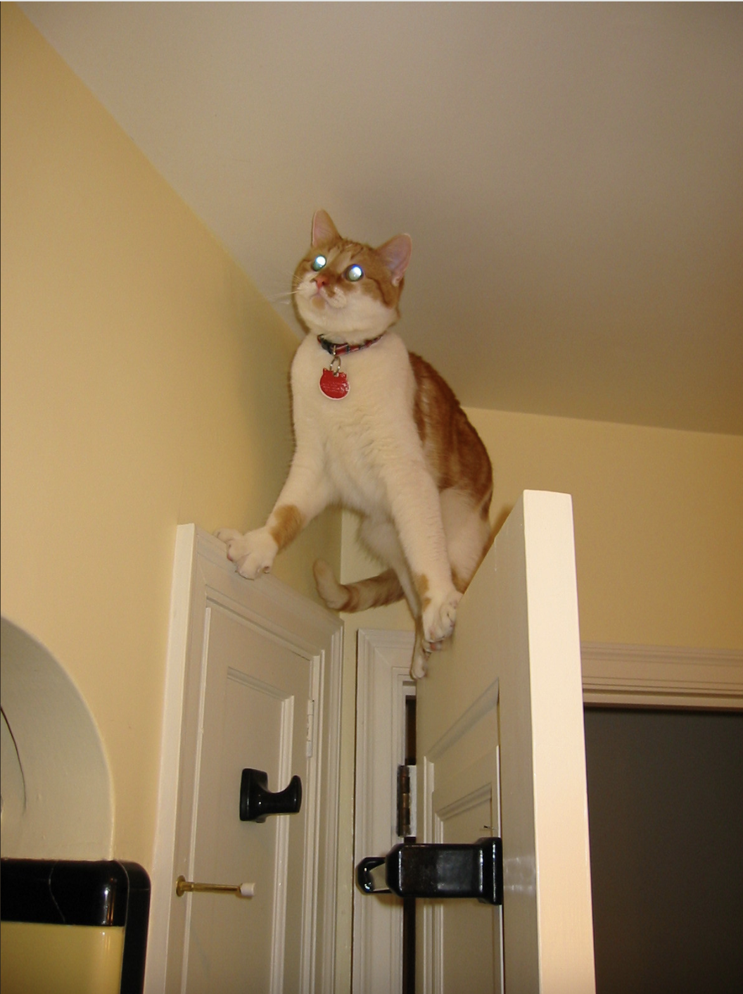 A cat stands with all four paws on top of an open door, looking down