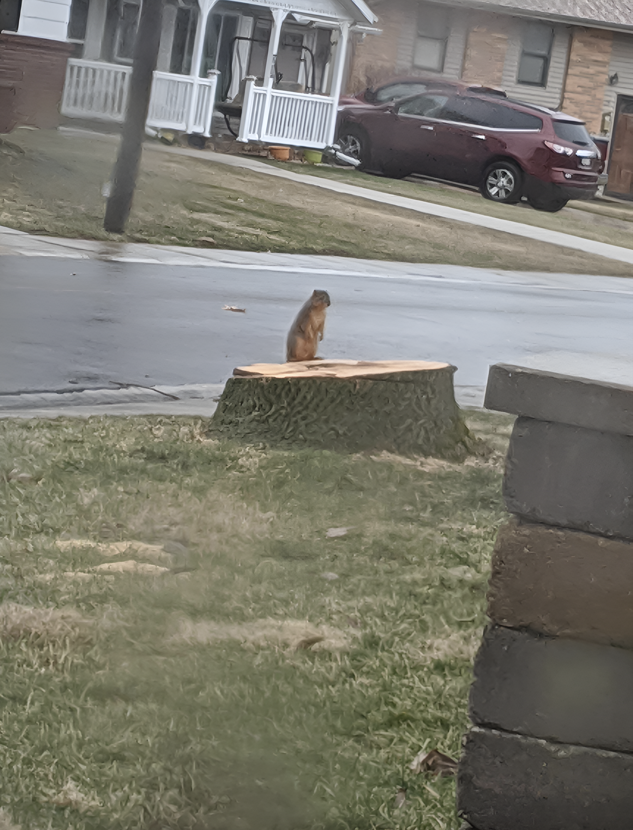 A squirrel sits on a freshly cut tree stump in a suburban neighborhood with houses and cars in the background