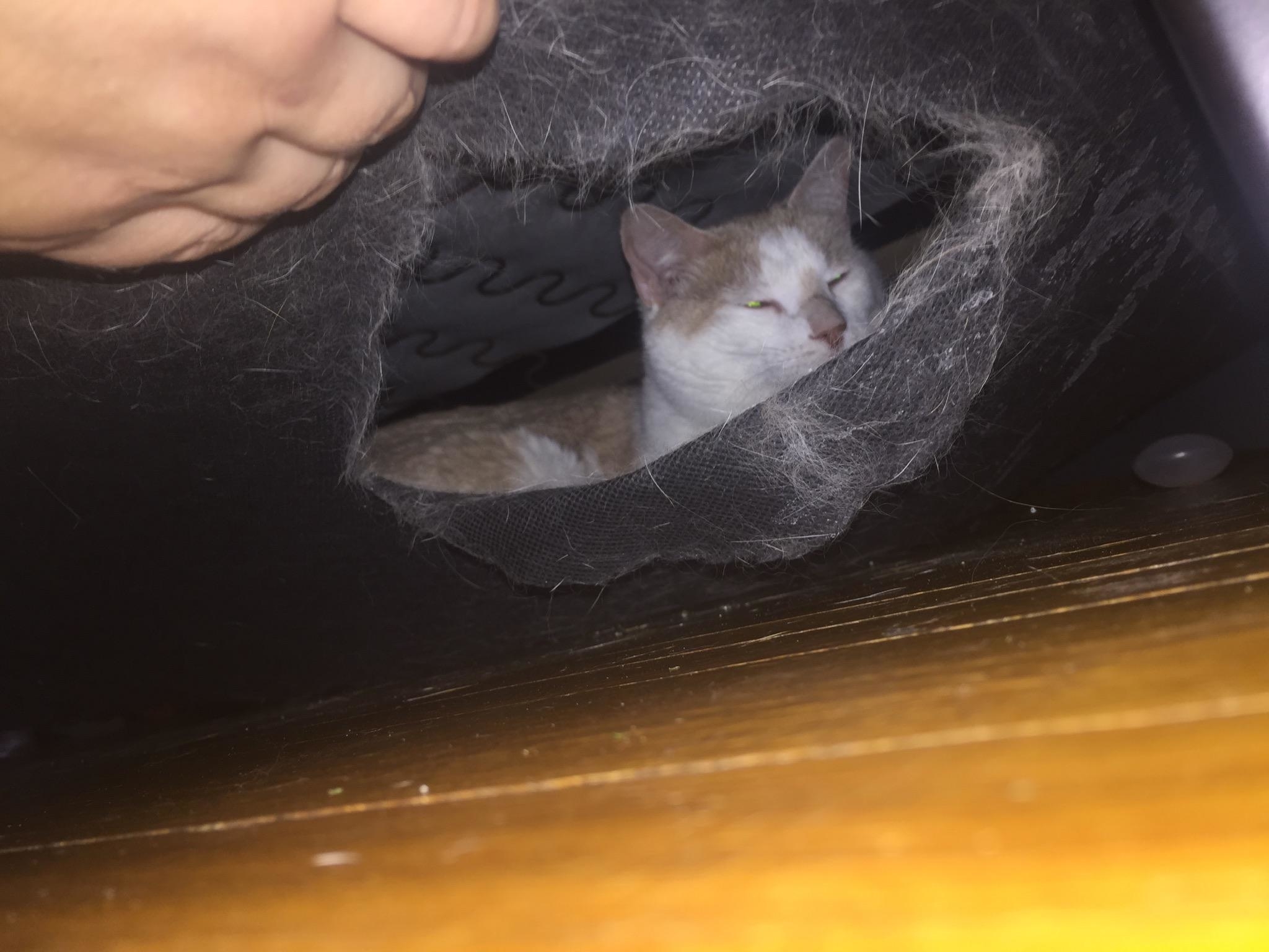 A white and orange cat is lying inside a hole in a piece of furniture, with a person's hand visible at the top left corner of the image