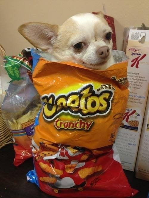 A small dog is sitting in an open bag of Cheetos Crunchy snacks