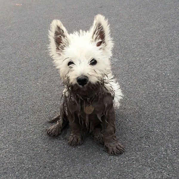 A small dog, covered in mud, sits on a pavement with an alert expression