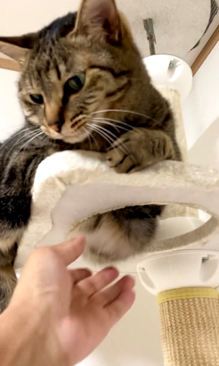 キャットタワーの上から院長を見つめる小豆くん