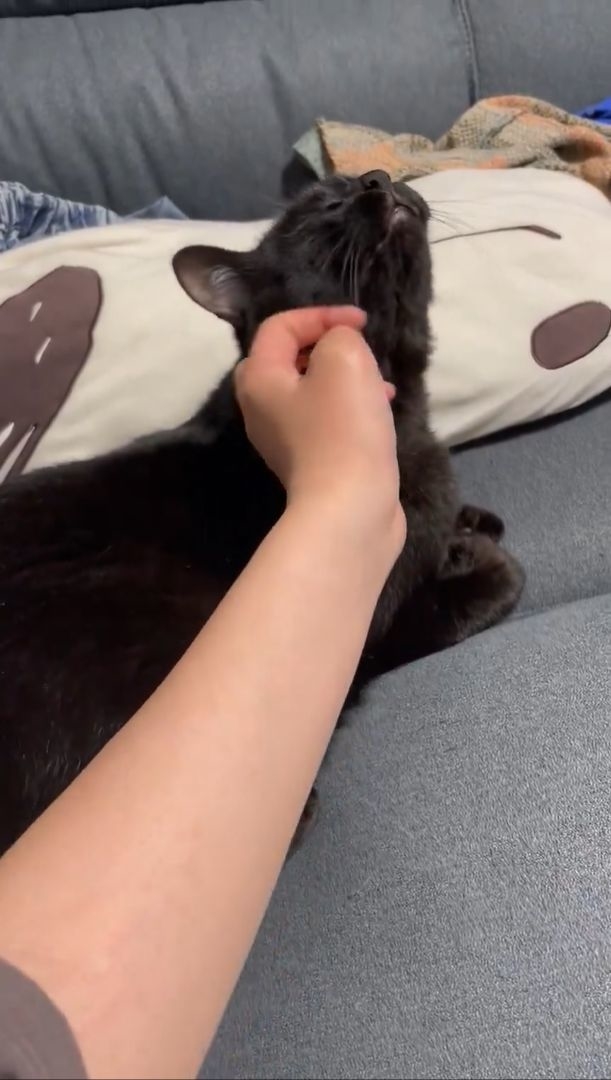 頭をなでられてうっとりするよもぎ君 / 飼い主さん(@usakosawa)のXより