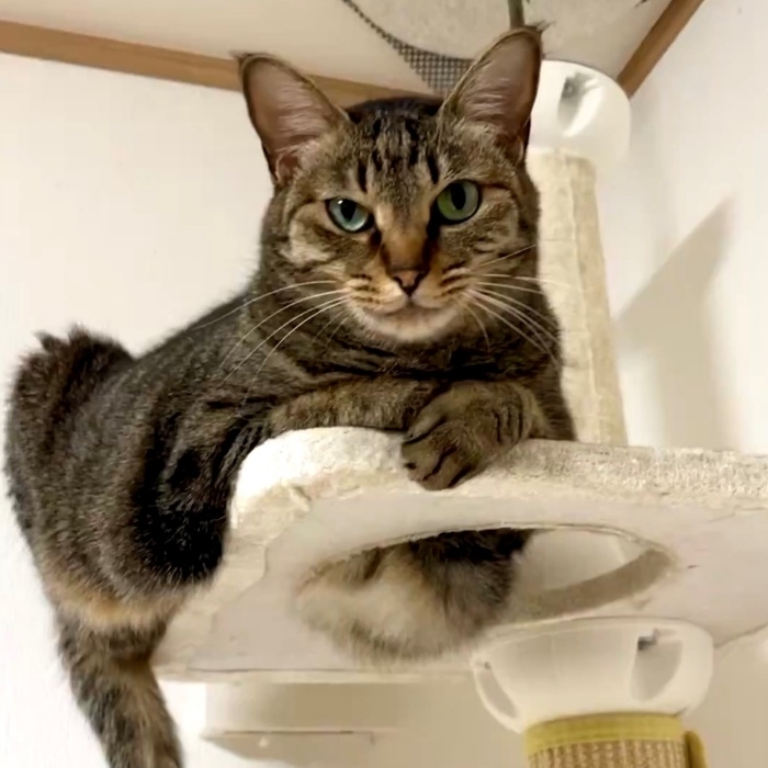 キャットタワーの上から院長を見つめる小豆くん